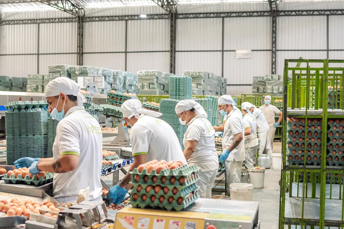 Equipo de 100% Huevos preparando y organizando bandejas en planta