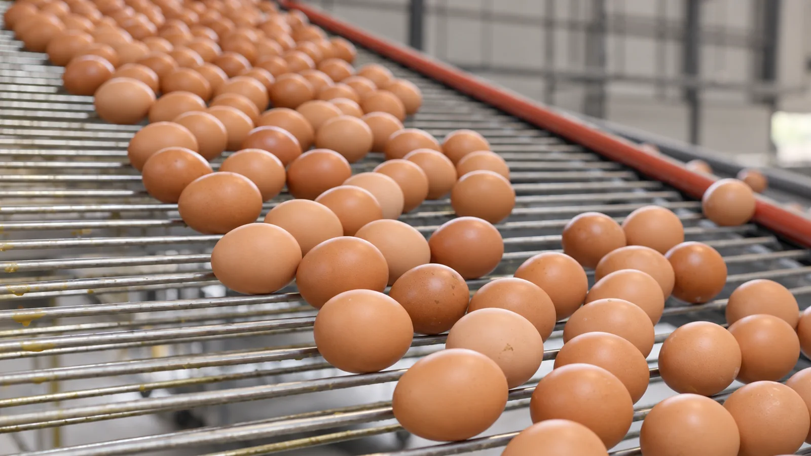 Huevos avanzando por los rodillos de recolección hacia la planta