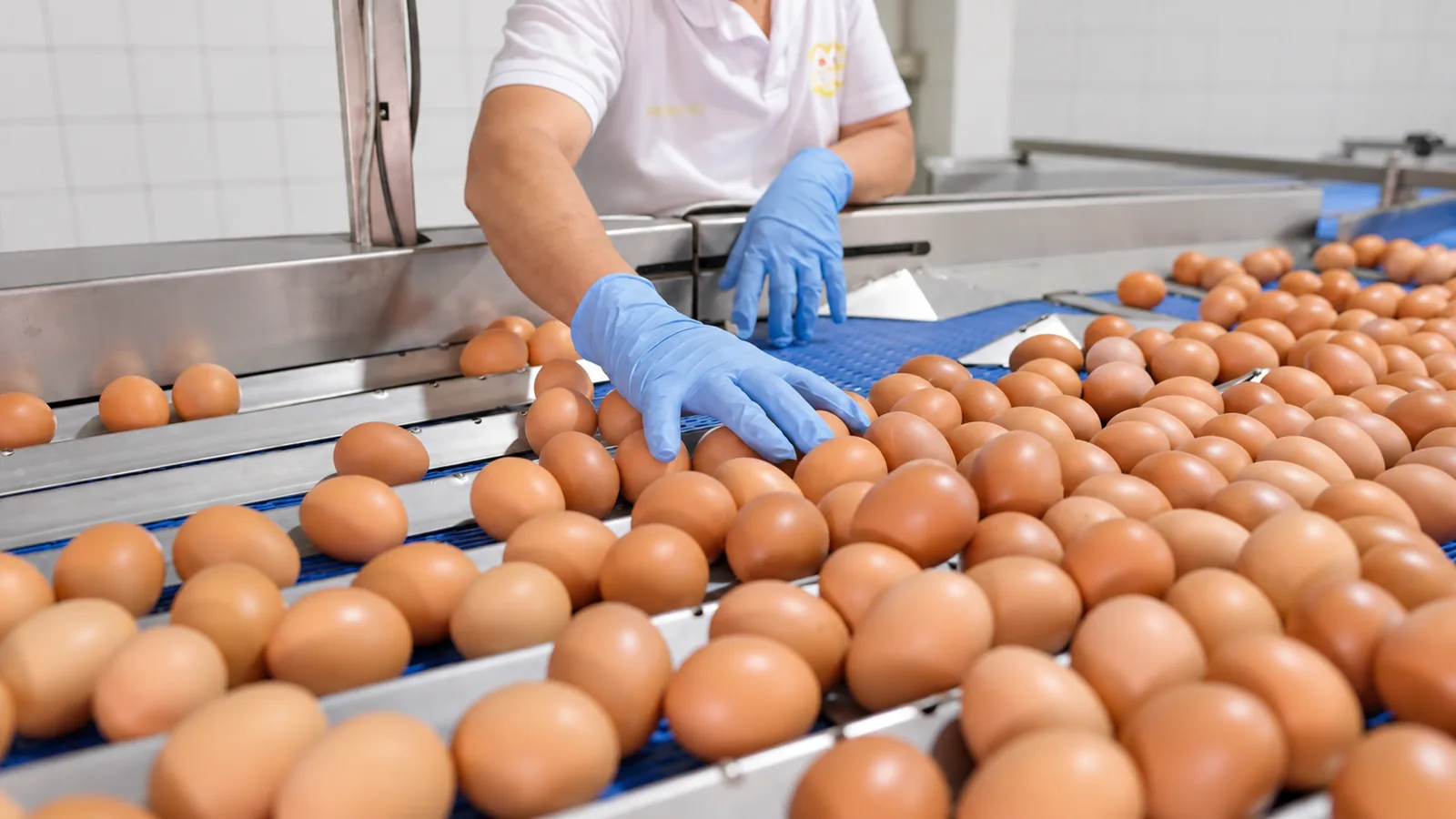 Manos con guantes acomodando huevos en la banda de clasificación