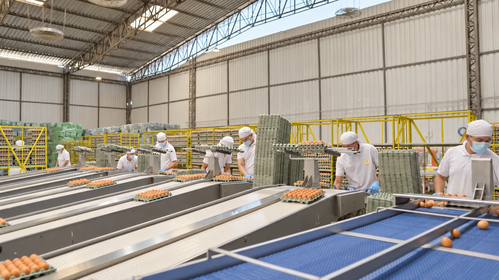 Equipo de planta empacando huevos en cubetas de cartón