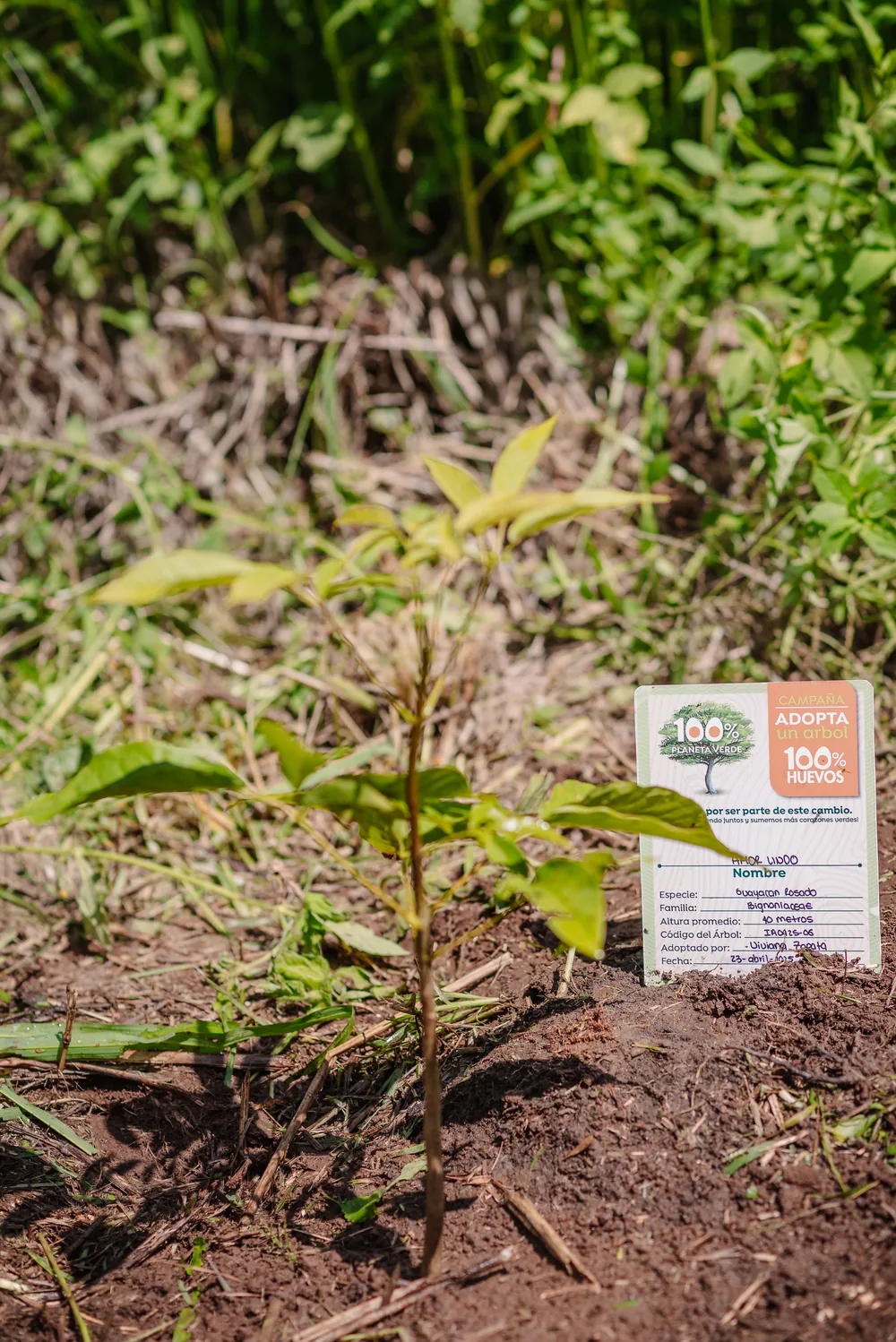 Árbol recién sembrado con su placa de identificación
